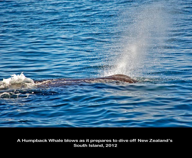 NZ037-Whale-Porpoise-Watching_NZ-1505