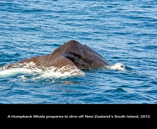 NZ038-Whale-Porpoise-Watching_NZ-1514