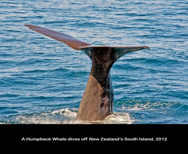 NZ039-Whale-Porpoise-Watching_NZ-1515