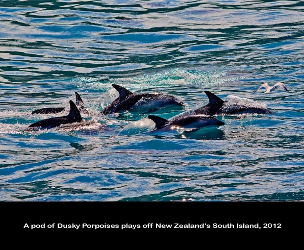 NZ040-Whale-Porpoise-Watching_NZ-1525