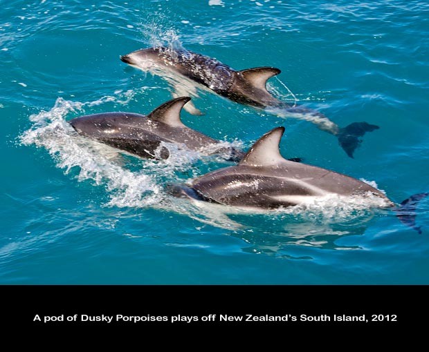 NZ041-Whale-Porpoise-Watching_NZ-1546-C