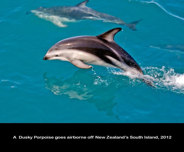 NZ042-Whale-Porpoise-Watching_NZ-1558-C