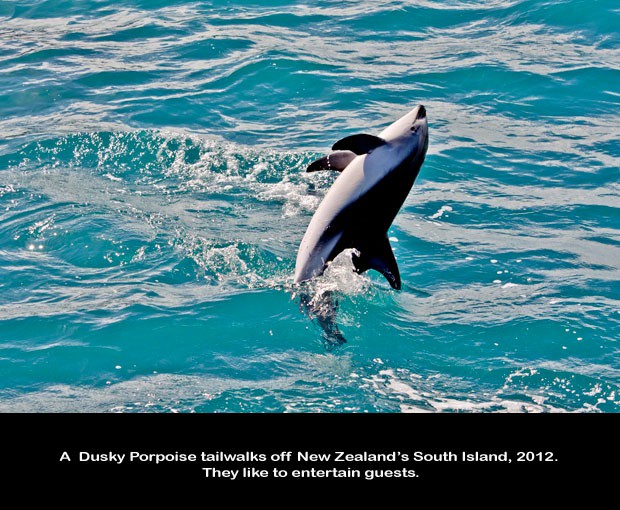 NZ043-Whale-Porpoise-Watching_NZ-1524-C